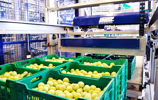 Depalletization is the first stage of processing in fruit & vegetable processing plants